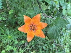Lilium bulbiferum