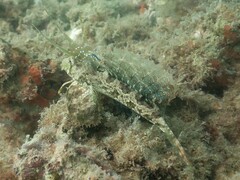 Dactylopus dactylopus
