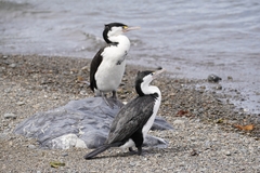 Phalacrocorax varius varius