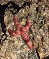 Allostichaster polyplax