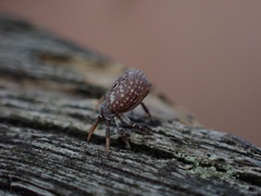 Cymbacha