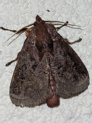 Phocoderma velutina