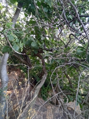 Ficus abutilifolia