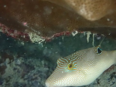 Canthigaster compressa