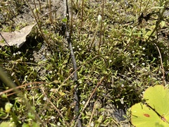 Glossostigma diandrum