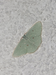 Comostola subtiliaria