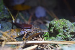 Eurycea quadridigitata