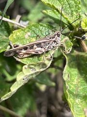 Oedaleus abruptus