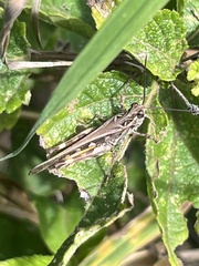 Oedaleus abruptus