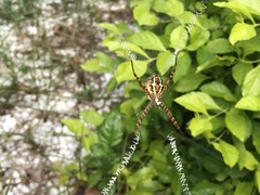 Argiope