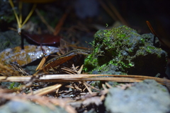 Eurycea quadridigitata