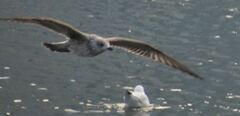 Larus