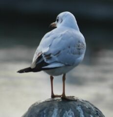 Chroicocephalus ridibundus