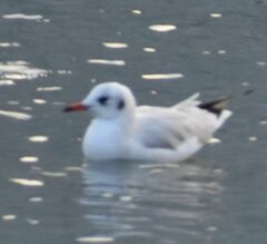 Chroicocephalus ridibundus