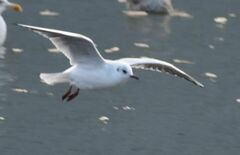 Chroicocephalus ridibundus