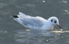 Chroicocephalus ridibundus