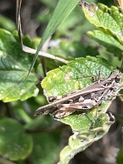Oedaleus abruptus