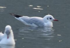 Chroicocephalus ridibundus