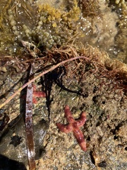 Allostichaster polyplax