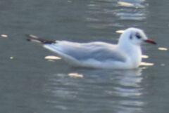 Chroicocephalus ridibundus