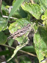 Oedaleus abruptus