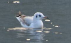 Chroicocephalus ridibundus