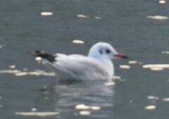 Chroicocephalus ridibundus