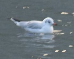 Chroicocephalus ridibundus