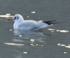 Chroicocephalus ridibundus