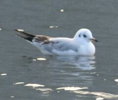 Chroicocephalus ridibundus