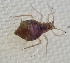 Chaitophorinae