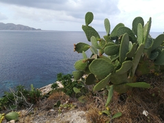 Opuntia ficus-indica