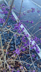 Callicarpa dichotoma
