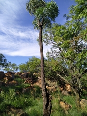 Cussonia paniculata