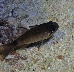 Nectamia savayensis
