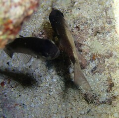 Nectamia savayensis
