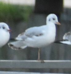 Chroicocephalus ridibundus