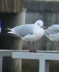 Chroicocephalus ridibundus