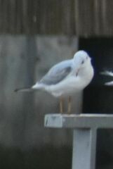 Chroicocephalus ridibundus