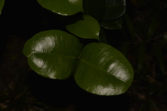 Baloghia inophylla