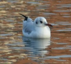 Chroicocephalus ridibundus
