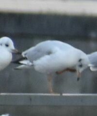 Chroicocephalus ridibundus