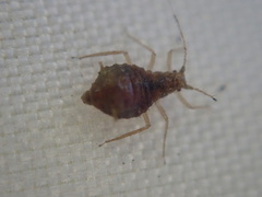 Chaitophorinae