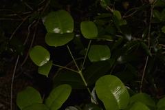 Baloghia inophylla