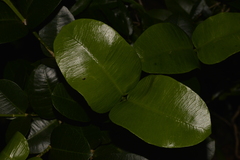 Baloghia inophylla