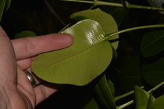 Baloghia inophylla