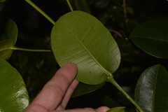 Baloghia inophylla