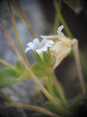 Cerastium scaposum