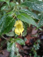 Impatiens tayemonii