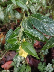 Impatiens tayemonii